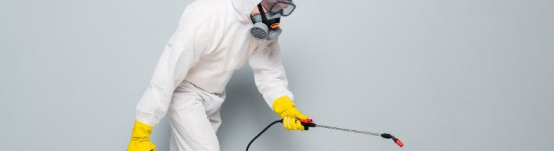 Como Dedetizar  24 HORAS